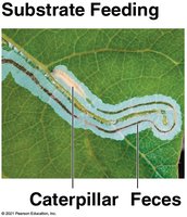 Caterpillar substrate feeding on a leaf