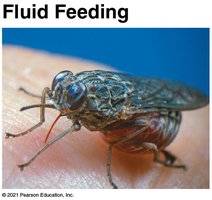 Fluid feeding insect