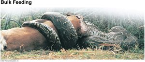 Snake bulk feeding on prey