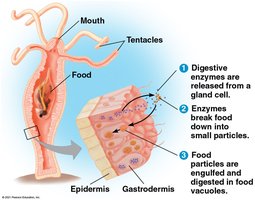 Extracellular digestion in a gastrovascular cavity