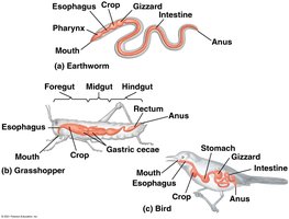 Alimentary canal structures in earthworm, grasshopper, and bird