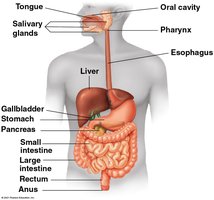 Human digestive system diagram