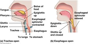 Swallowing mechanism and epiglottis function