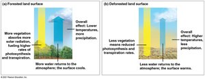 Effects of vegetation and deforestation on climate