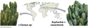 Convergent evolution: cacti and euphorbs