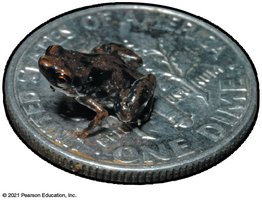 Tiny frog on a dime for scale