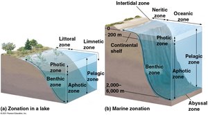 Zonation in lakes and oceans