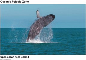 Oceanic pelagic zone