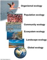 Levels of ecological study