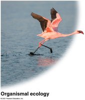 Organismal ecology: flamingo