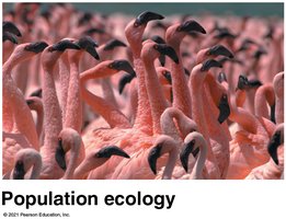 Population ecology: flamingos