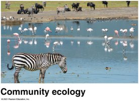 Community ecology: zebra and flamingos