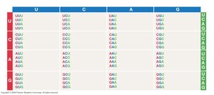 General Biology Study Guide: Genetics, Evolution & Cell Division | Notes