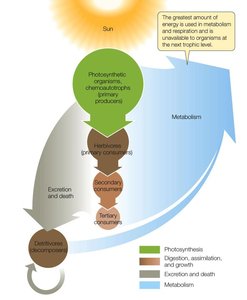 Diagram of energy flow through trophic levels