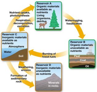 Diagram of biogeochemical reservoirs and cycling