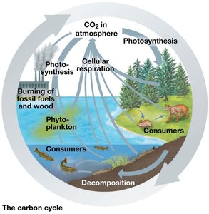 The carbon cycle in an ecosystem