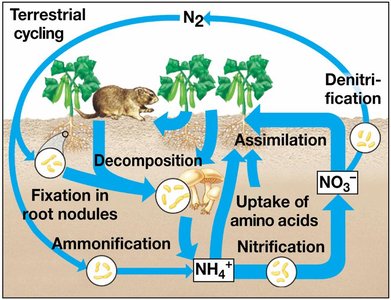 The nitrogen cycle in terrestrial ecosystems