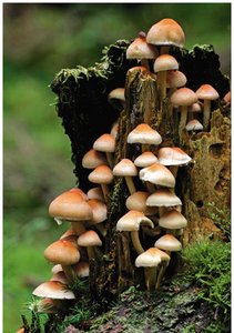 Fungi as decomposers on a log