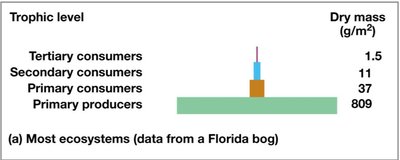 Biomass pyramid for a terrestrial ecosystem