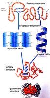 Levels of protein organization