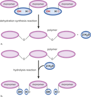 Condensation and Hydrolysis Reactions