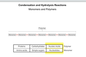 Monomers and Polymers concept map