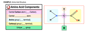 Amino acids: non-ionized and ionized forms