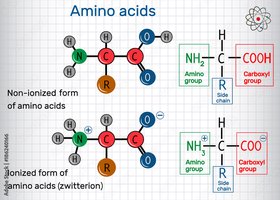 The 20 Major Amino Acids