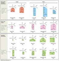 Peptide bond formation