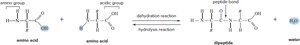 Peptide bond formation in protein