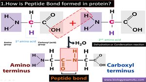Formation of proteins from amino acid monomers
