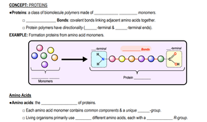 Levels of protein structure