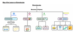 Map of the Lesson on Biomolecules