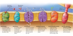 Functions of membrane proteins