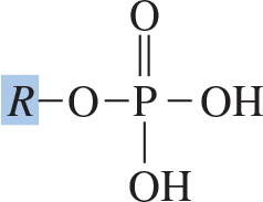 Phosphate functional group