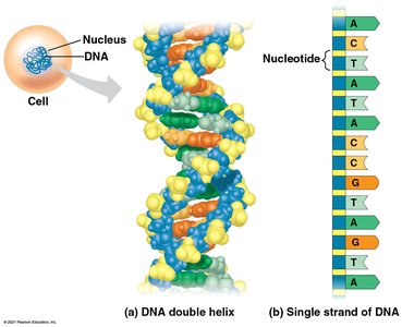 DNA double helix and nucleotides
