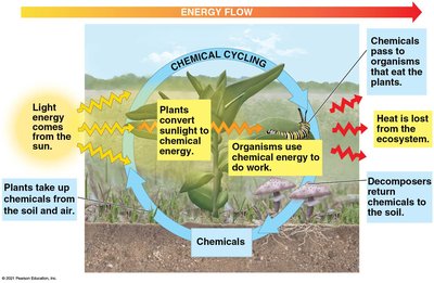 Energy flow and chemical cycling