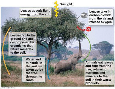 Interactions of an African acacia tree with other organisms and the physical environment