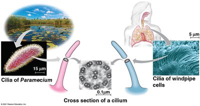 Unity underlying diversity: cilia structure