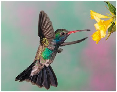 Hummingbird structure and function