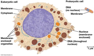 Eukaryotic vs. prokaryotic cells