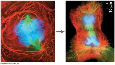 Cell division and inheritance