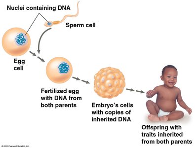 Inherited DNA directs development