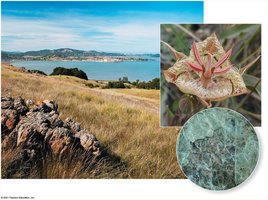 Serpentine plant community