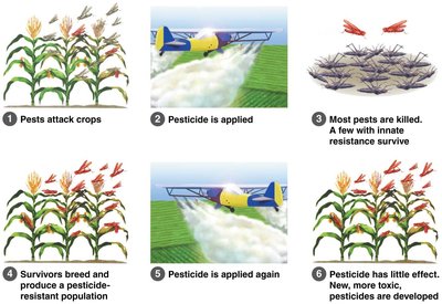 Pesticide resistance in insects