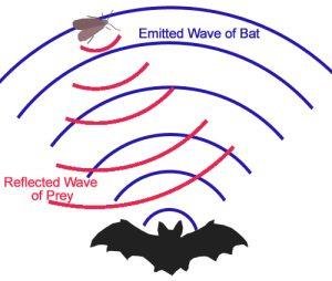 Bat echolocation and moth evasion
