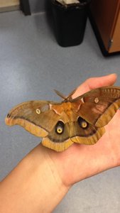 Polyphemus moth with no tail elongation