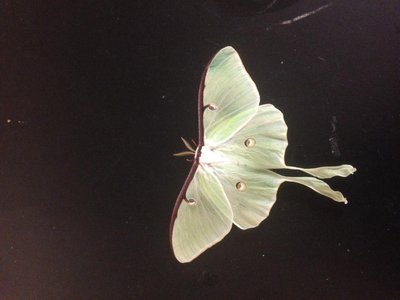Luna moth with elongated tails