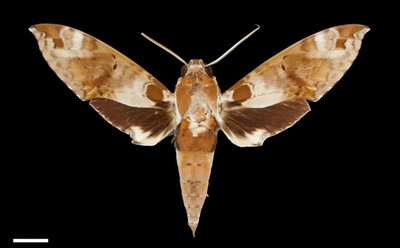 Hawk moth species with sound production