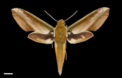 Hawk moth species with sound production